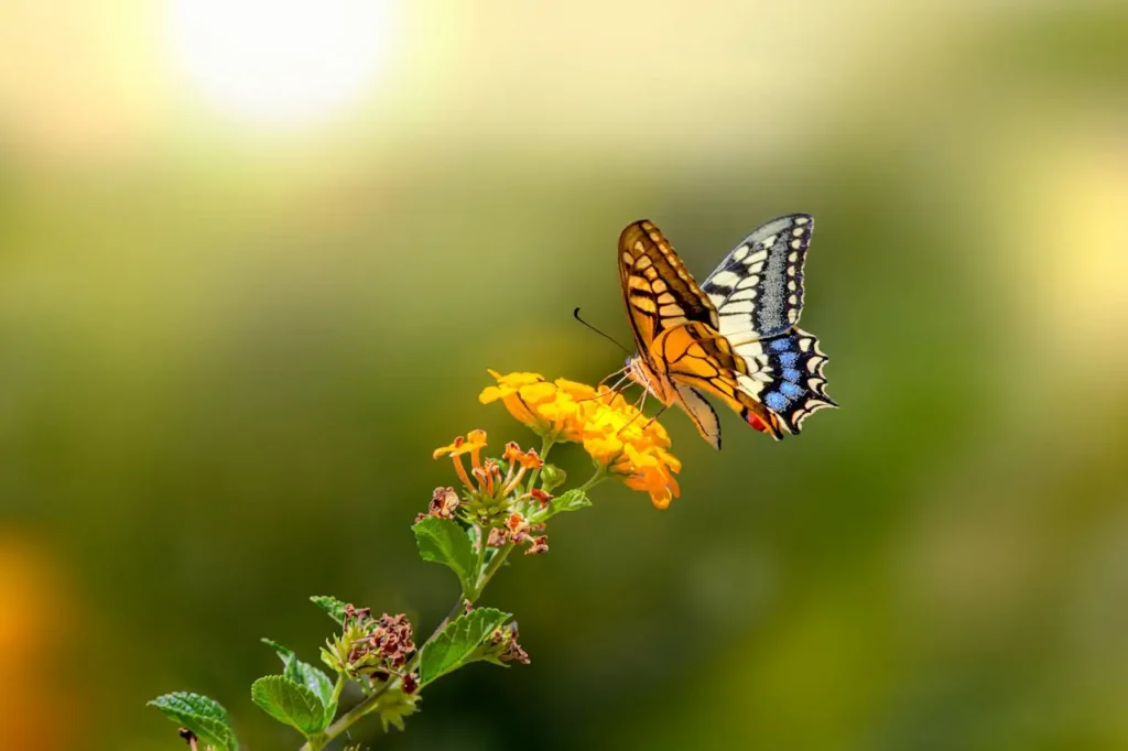 motyl na kwiatach 1