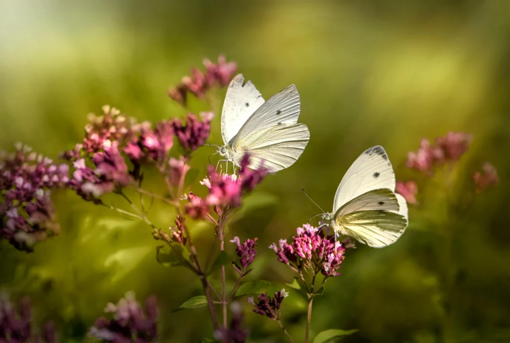 Sprawozdanie 1 motyl na kwiatach 12