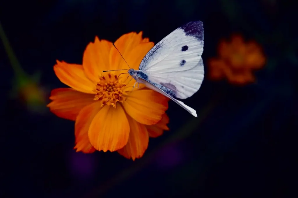 Zarząd 2 motyl na kwiatach 6