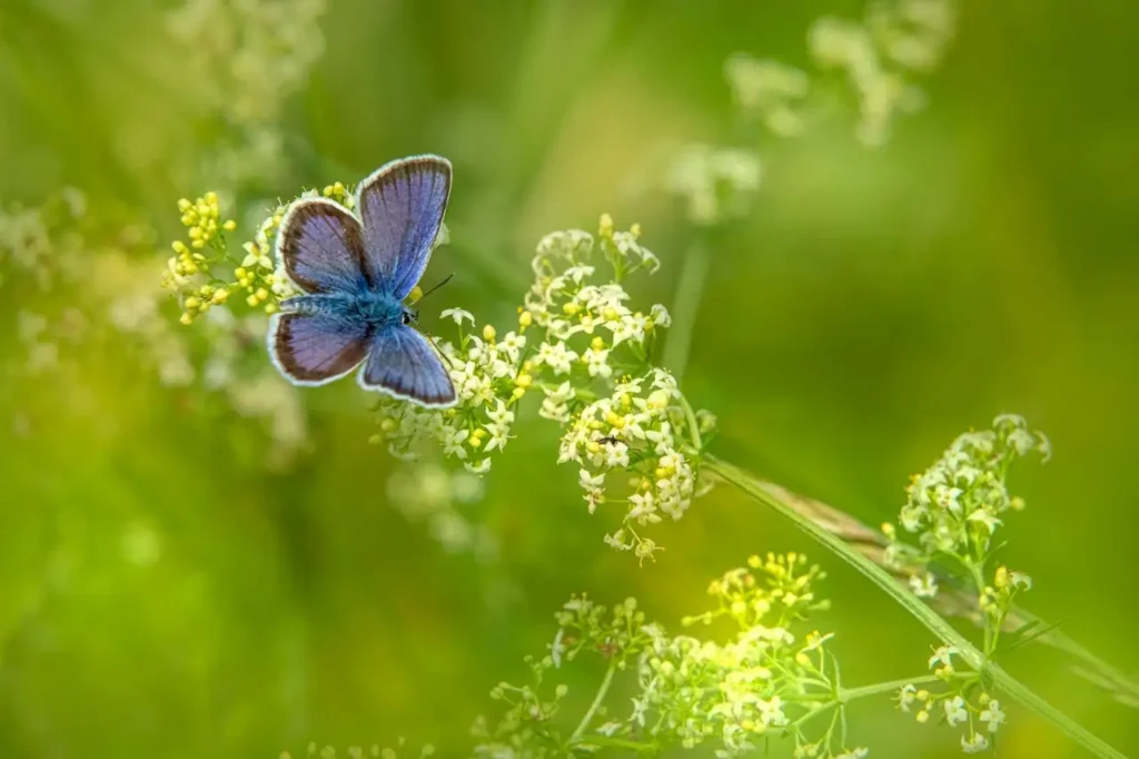 motyl na kwiatach 8