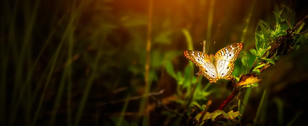 motyl w trawie hospicjum plockie