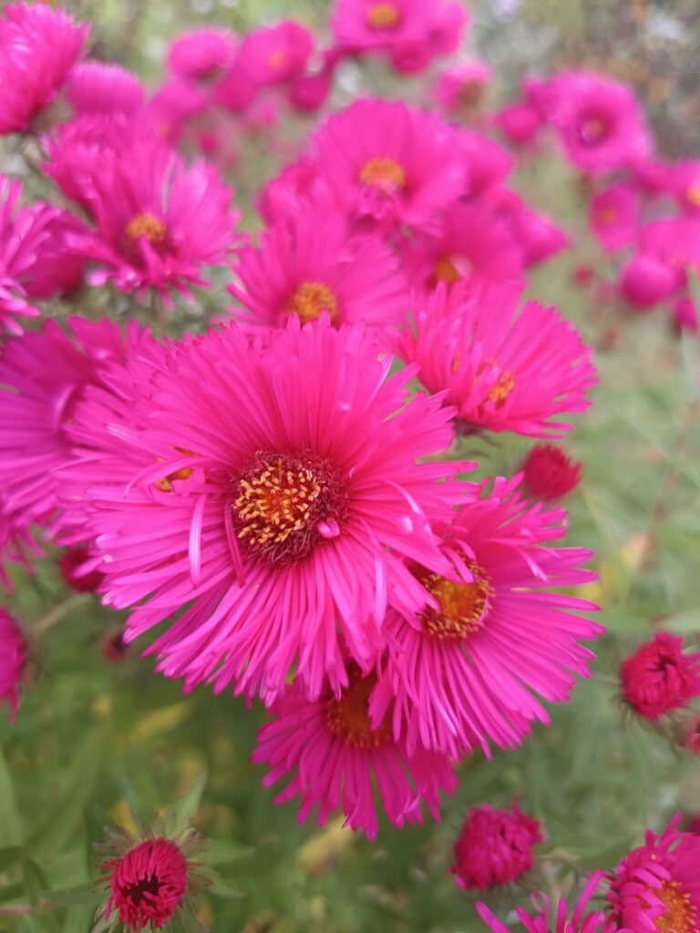 565624858 1241998257961259 5099003084313998204 n 1