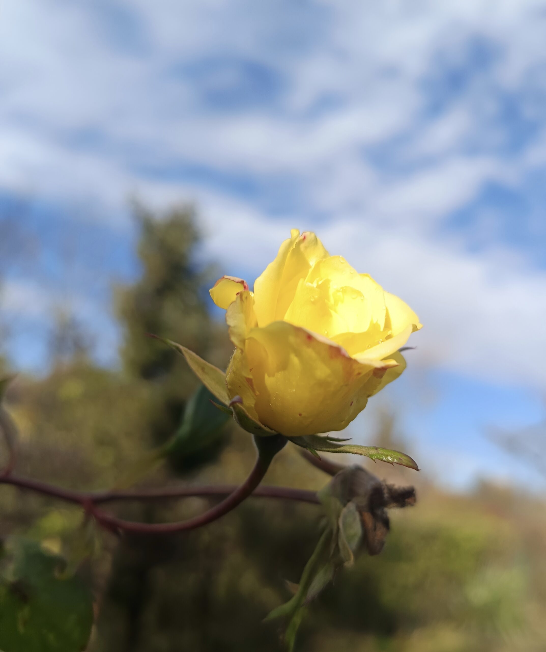 Międzynarodowy Dzień Wolontariusza 1 Międzynarodowy Dzień Wolontariusza